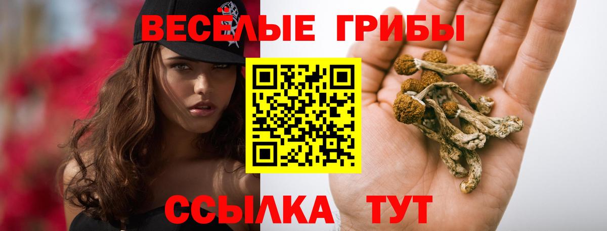 где найти   Вход с VPN  Хасавюрт  Галлюциногенные грибы GOLDEN TEACHER 
